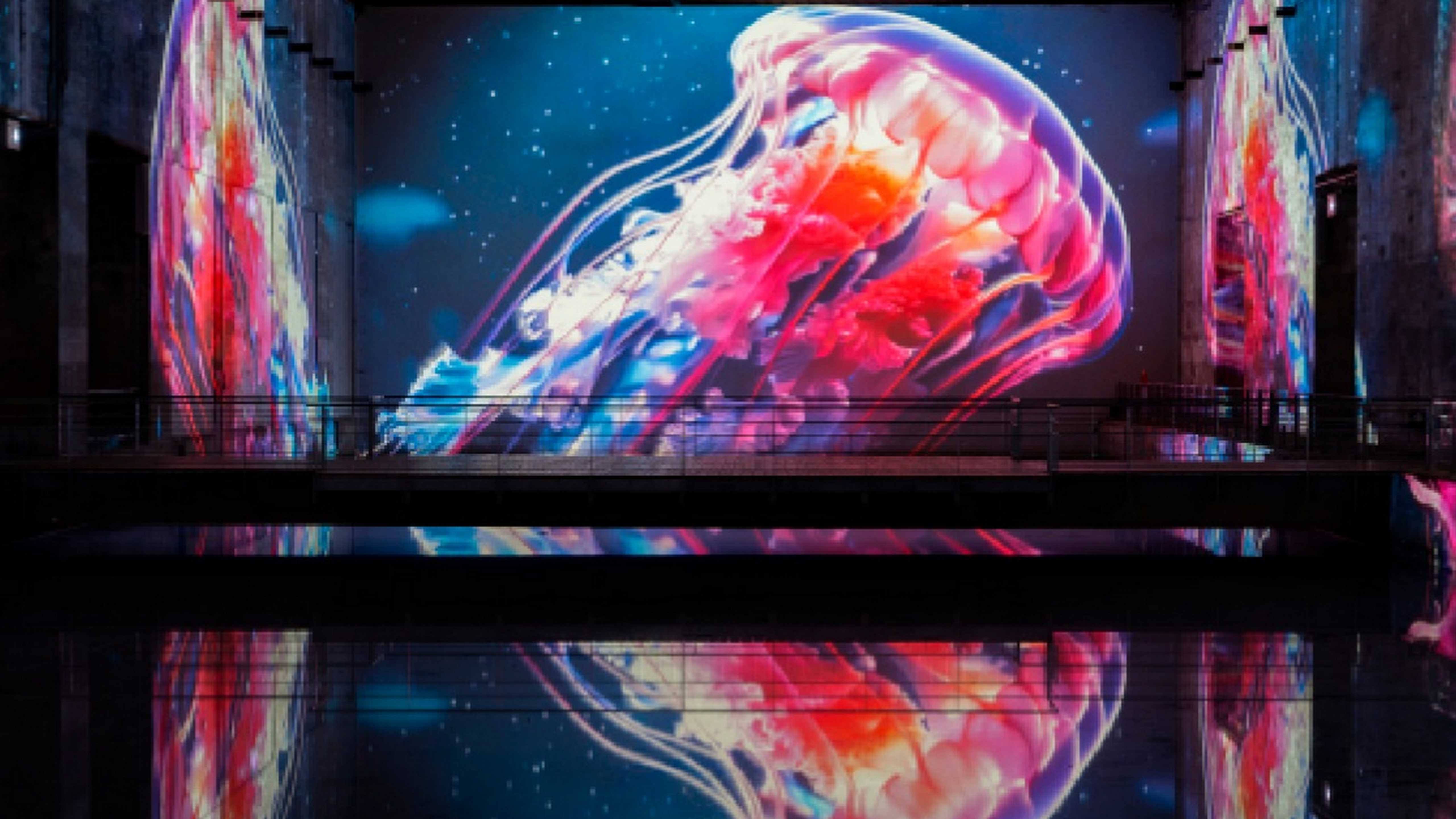 Bordeaux : les "Bassins des Lumières" proposent une expérience sensorielle avec "Océan, immersion dans le monde sous-marin"