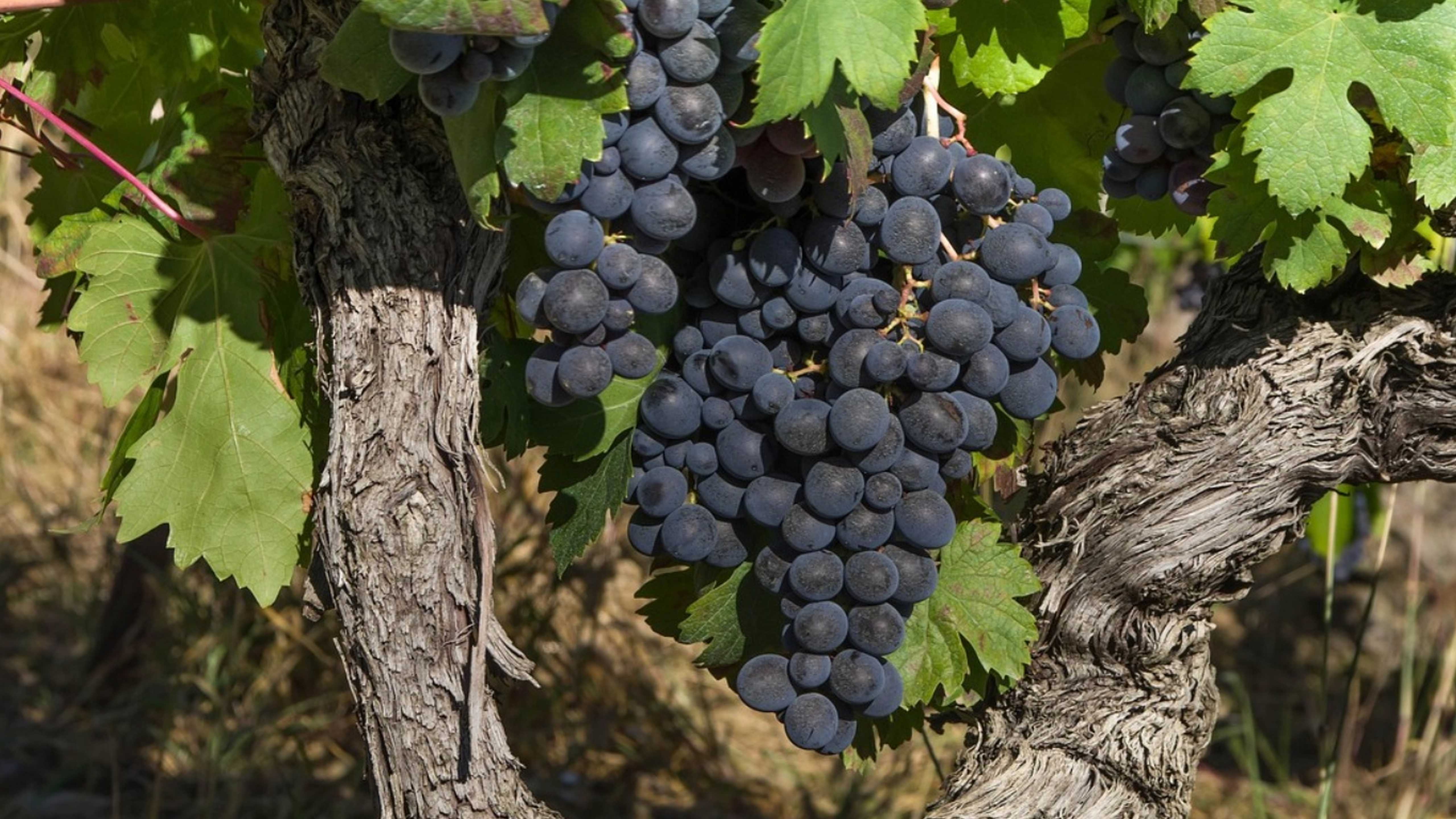 La fête des "vignerons indépendants" : un événement festif et gourmand au cœur de Bordeaux